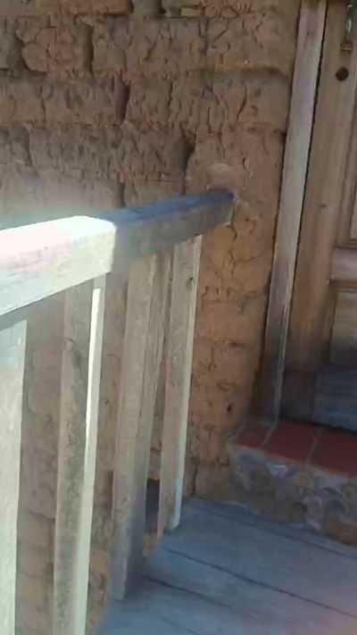 Churito Live Image