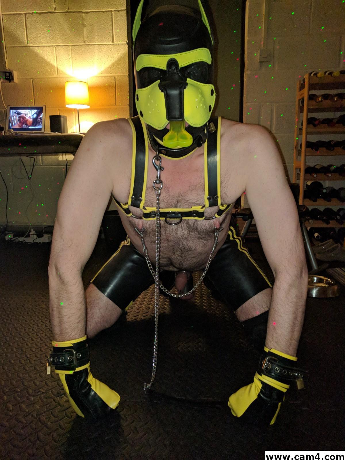 Latexdog Live Image